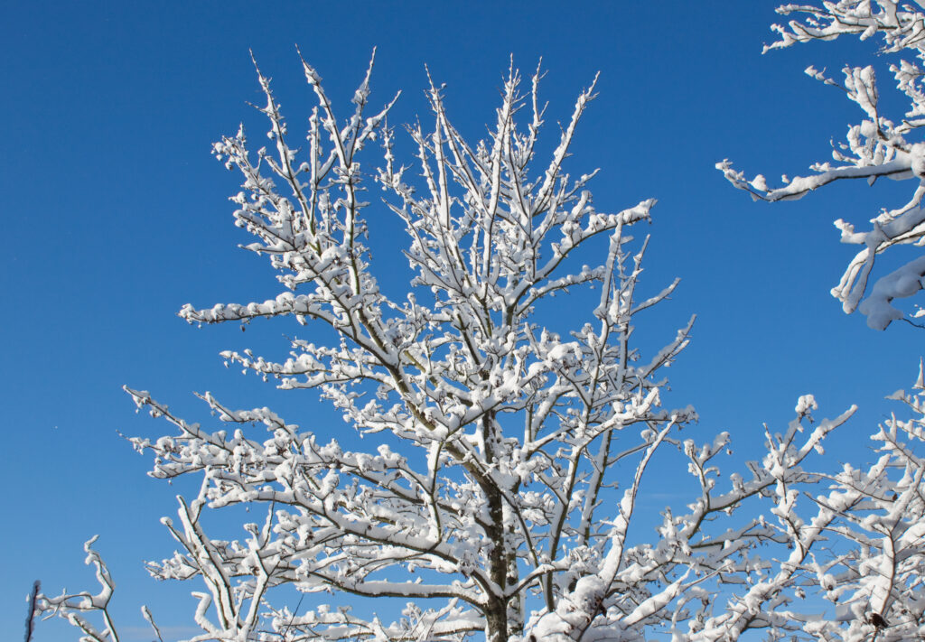 Snow-covered tree branches against a blue sky