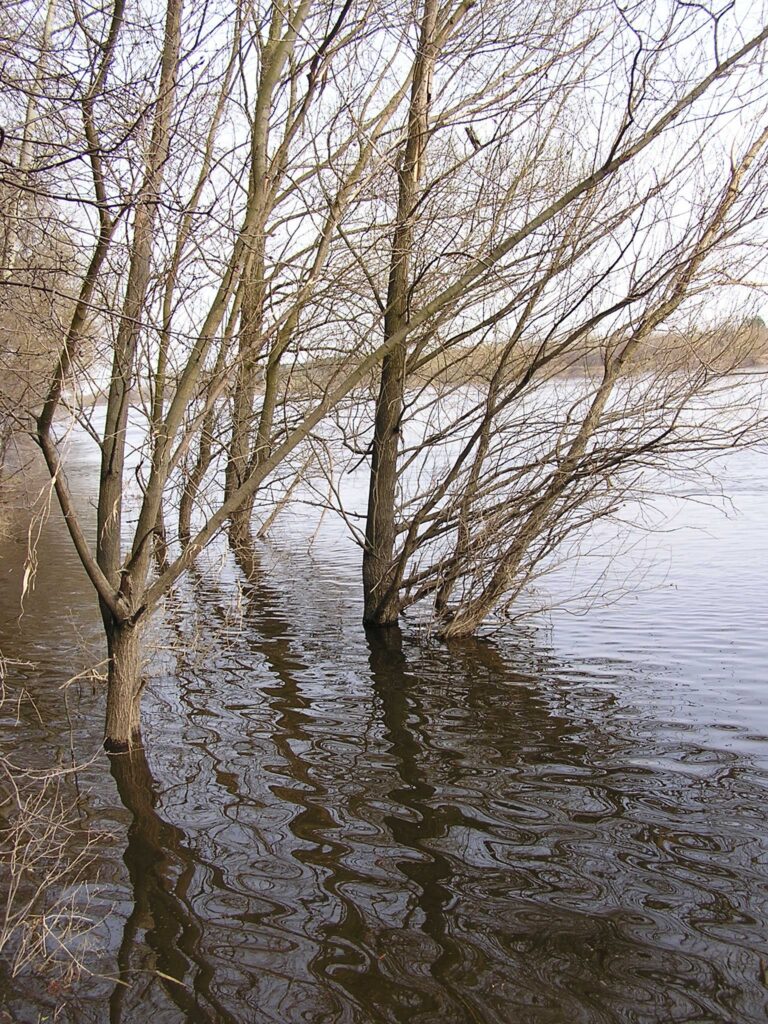 Trees standing in flood water