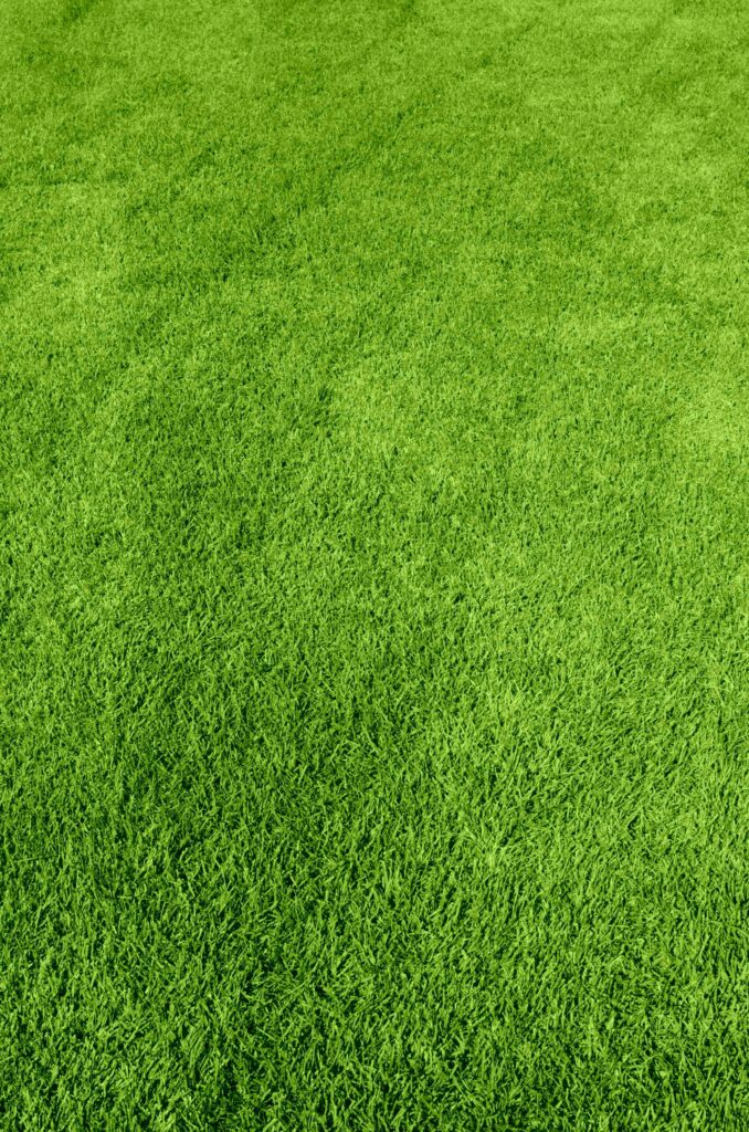 Green lawn grass